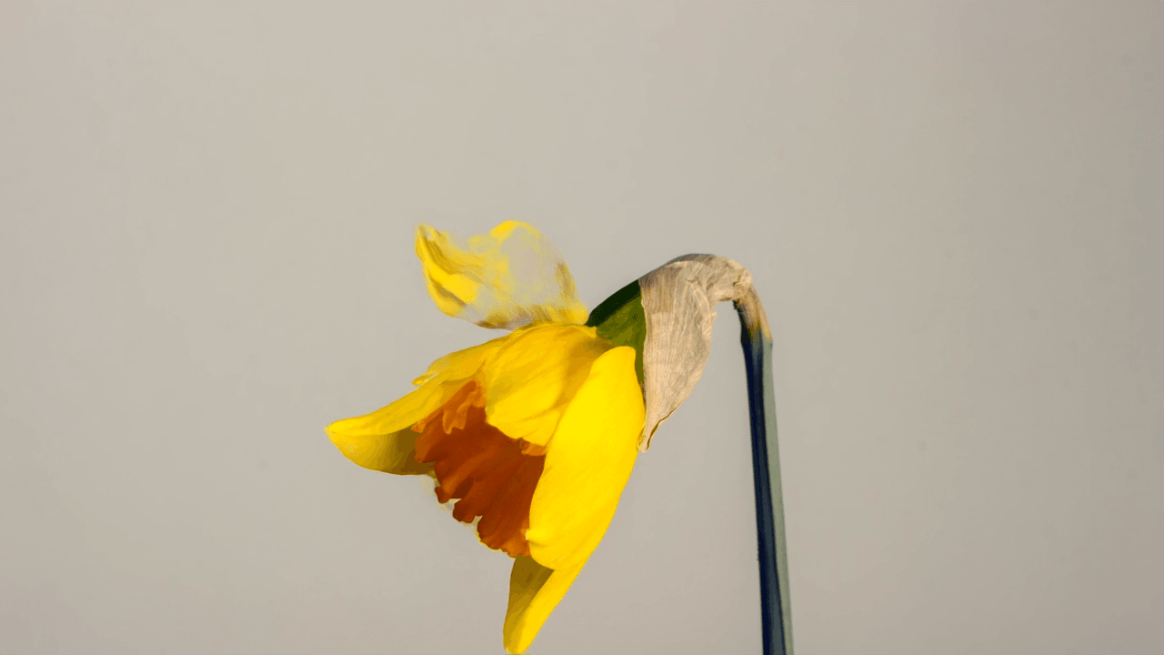 daffodil